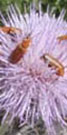 small thistle