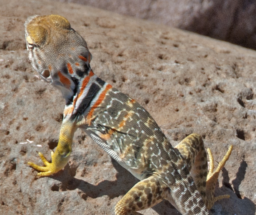 collared lizard close up