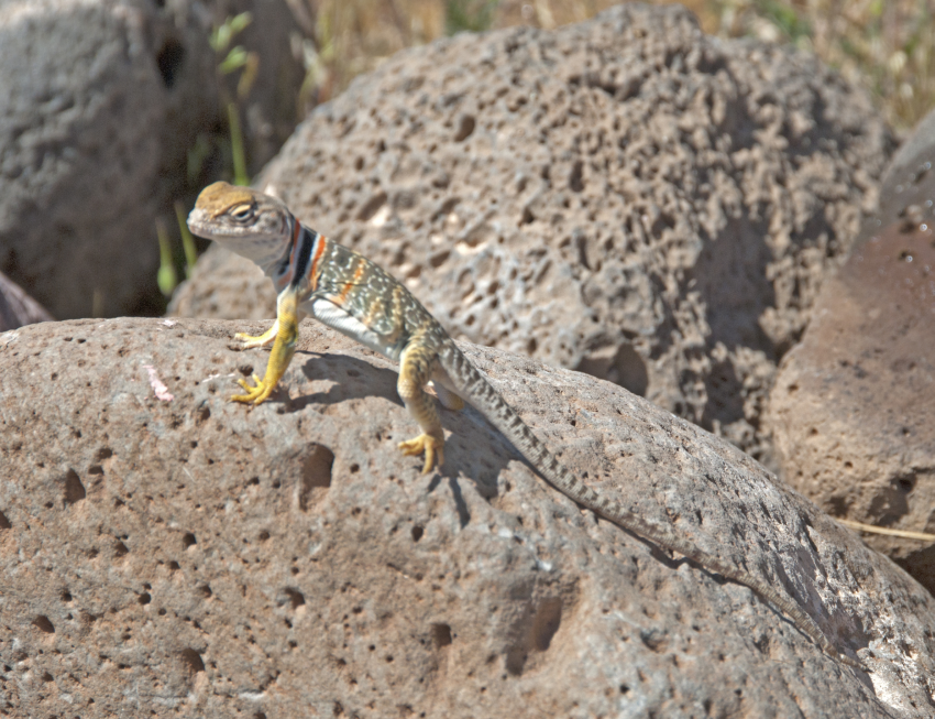collared lizard close up