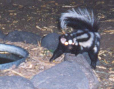 Spotted Skunk Range