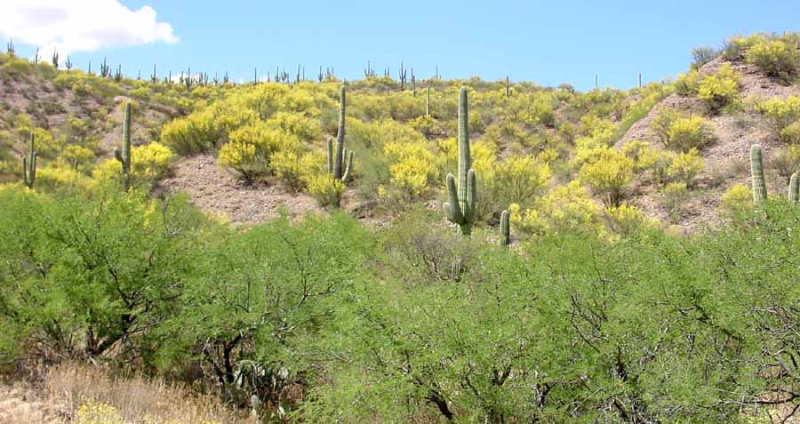  http://www.saguaro-juniper.com/i_and_i/san_pedro/ecoregions/01-05az_uplands_logo.jpg 