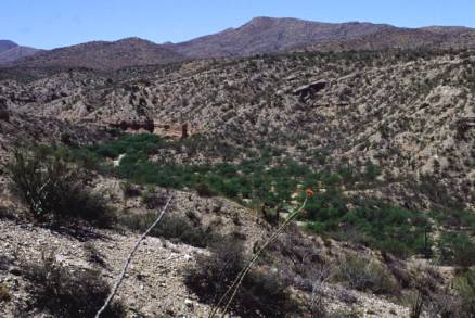 canyon floor bosque, tributary to Buehman Canyon
