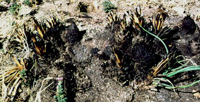 burned and resprouting amole, Redington Pass