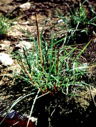 burned and resprouting bunchgrass, Redington Pass